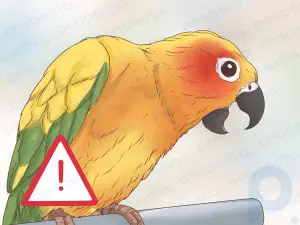 Comment repérer les signes de maladie chez les conures