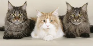 Los investigadores han identificado las razas de gatos que viven más y menos tiempo