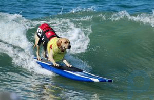 deportes para perros