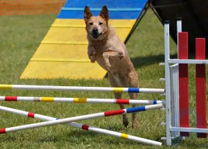 deportes para perros