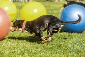 deportes para perros