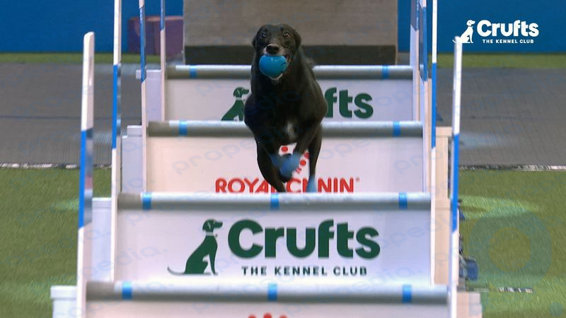 El deporte canino de sprint basado en el flyball