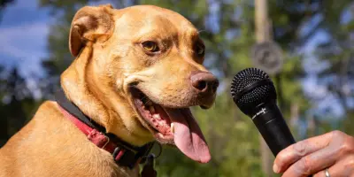 Mit Bedeutung bellen: Um die Sprache von Hunden zu verstehen, trainieren Forscher KI am Menschen