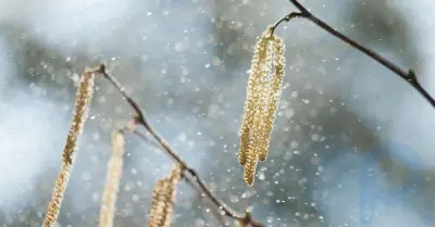 花粉の量：花粉とは何か、追跡する方法