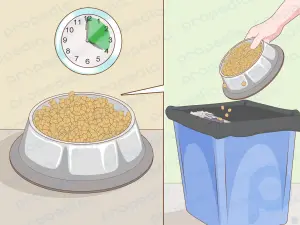 Cómo almacenar comida para perros