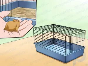 Comment savoir si vos hamsters se battent