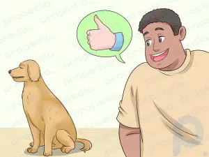 Wie man einen misshandelten Hund trainiert