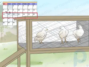 Como treinar galinhas para retornar ao galinheiro
