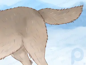 Comment comprendre le langage corporel du loup