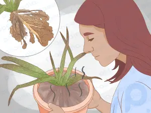 ¿Por qué se está cayendo mi planta de aloe? 11 soluciones para el cuidado de plantas para una planta de aloe que no se sostiene