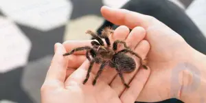 12 mitos espeluznantes sobre las arañas que asustarán a cualquiera