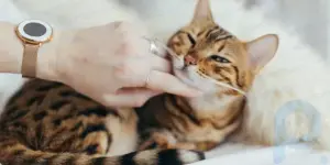 Cómo acariciar adecuadamente a un gato: instrucciones detalladas de los internautas