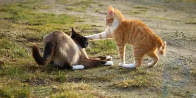 Are my cats playing or fighting? Scientists have identified a fine line