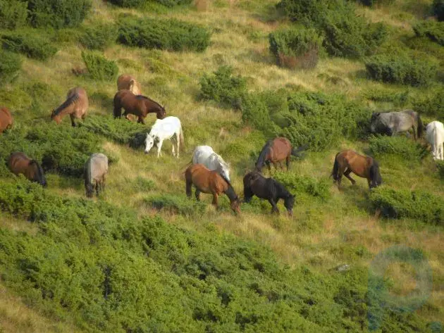 Romanya: Batı Romanya Dağlarındaki vahşi atlar