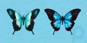 15 formas de dibujar una mariposa colorida