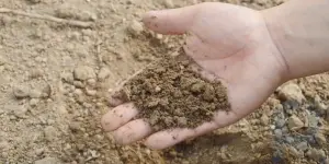 Los científicos han confirmado que la arena ayuda a tratar la obesidad
