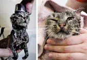Le chat Matroska de Vladivostok a lancé Instagram (une organisation extrémiste interdite en Russie) et fait sensation dans un salon de beauté