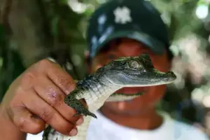 « Oui, sa femme est un crocodile ! » : Un Mexicain a épousé un reptile prédateur pour porter chance à ses collègues pêcheurs