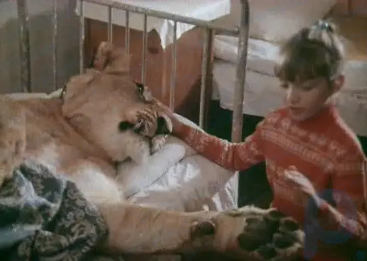 Der Tod des Erstgeborenen und die psychiatrische Klinik: Wie Filmstar-Löwen in der Wohnung zum Fluch für die sowjetische Familie wurden
