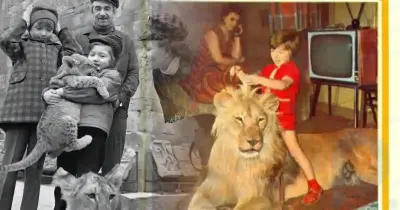 Der Tod des Erstgeborenen und die psychiatrische Klinik: Wie Filmstar-Löwen in der Wohnung zum Fluch für die sowjetische Familie wurden