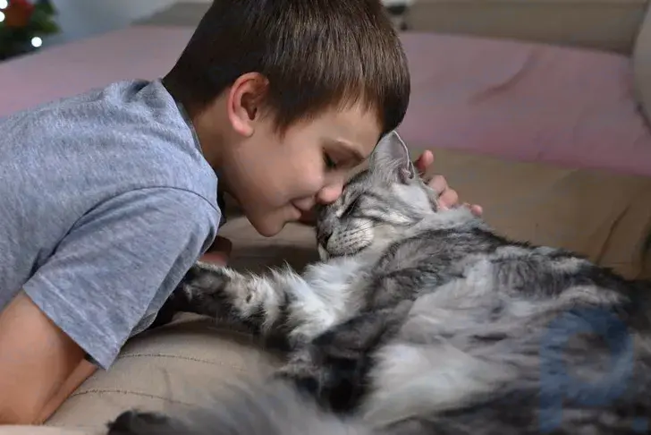 What to do if your child is allergic to cats