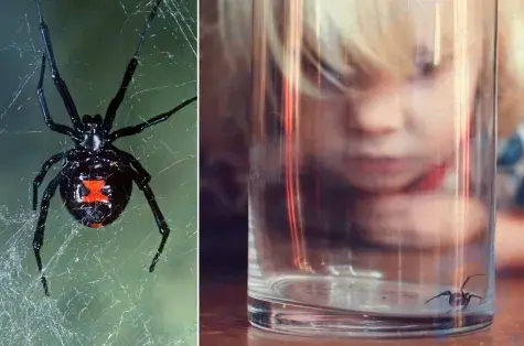 Wenn ein Kind von einer kleinen Spinne gebissen wird