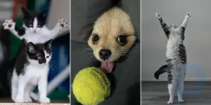 Un gato severo y de buen corazón y un perro Zorro: se han anunciado los finalistas de los Comedy Pet Photo Awards 2024