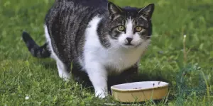 Scientists have discovered why cats love tuna so much