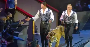 Ativista dos direitos dos animais sobre o vídeo de abuso de tigres Zapashny: “É hora de proibir o uso de animais no circo!”