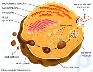Invertebrate digestive system: anatomy