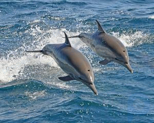 Хотя дельфины выглядят как рыбы и живут в воде, на самом деле они млекопитающие.