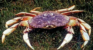 Dungeness-Krabbe: Krebstier