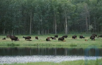 Parque Nacional de la Isla Elk: parque nacional, Alberta, Canadá