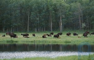 Parque Nacional de la Isla Elk