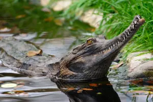 False gharial: reptile