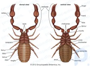 False scorpion: arthropod