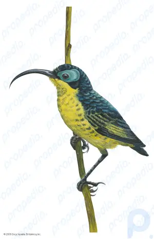 False sunbird: bird