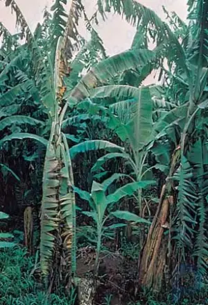 Panama disease: plant disease