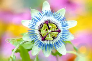 Passion flower: plant