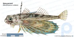 Rubio volador: pescado marino