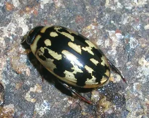 Escarabajo buceador depredador: insecto