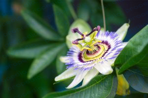 flor de maracuyá morada