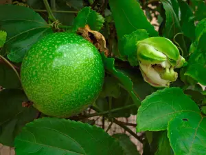 Purple passion fruit: plant and fruit