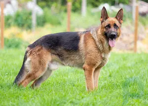 Perro pastor alemán: raza de perro