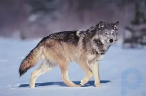 Серый волк: млекопитающее