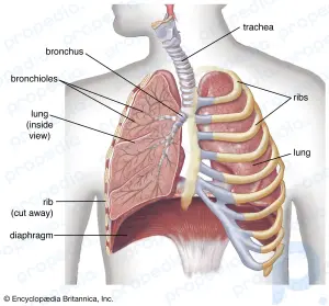 Morphological classification of respiratory disease