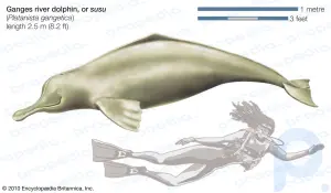 River dolphin: mammal