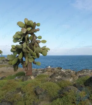 Остров Санта-Фе: остров, Тихий океан