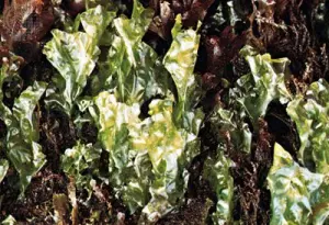 Морской салат: зеленые водоросли