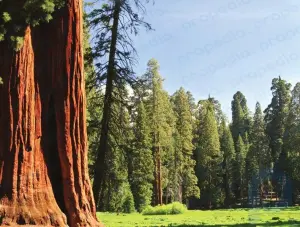 Национальный лес Секвойя и Национальный памятник Гигантская Секвойя: регион, Калифорния, США